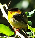 Thumbnail for Orange-collared manakin