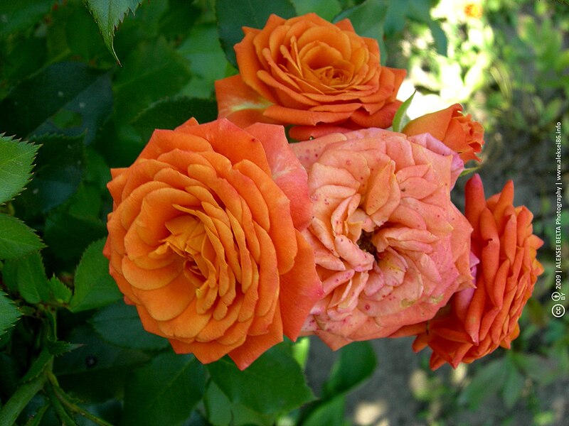 File:Orange Roses Close-Up - Flickr - aleksei86photo.jpg