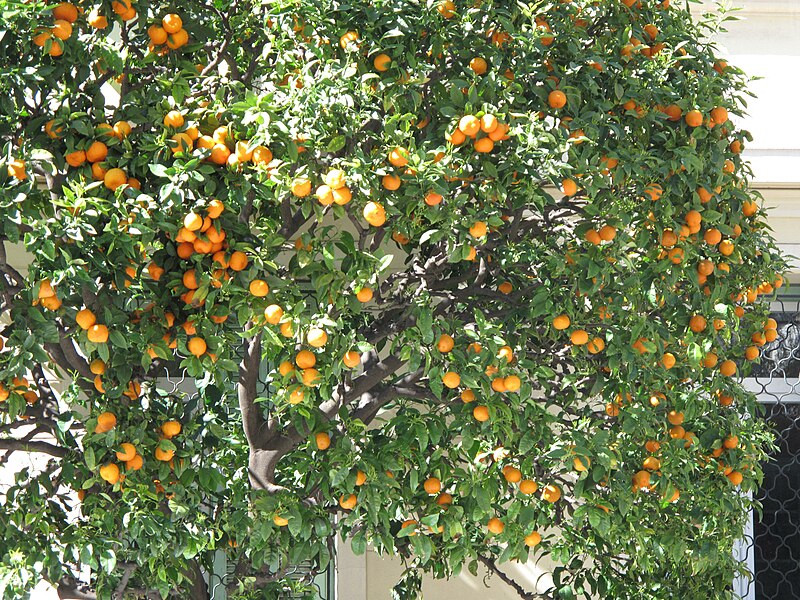 File:Orange tree in Menton.jpg