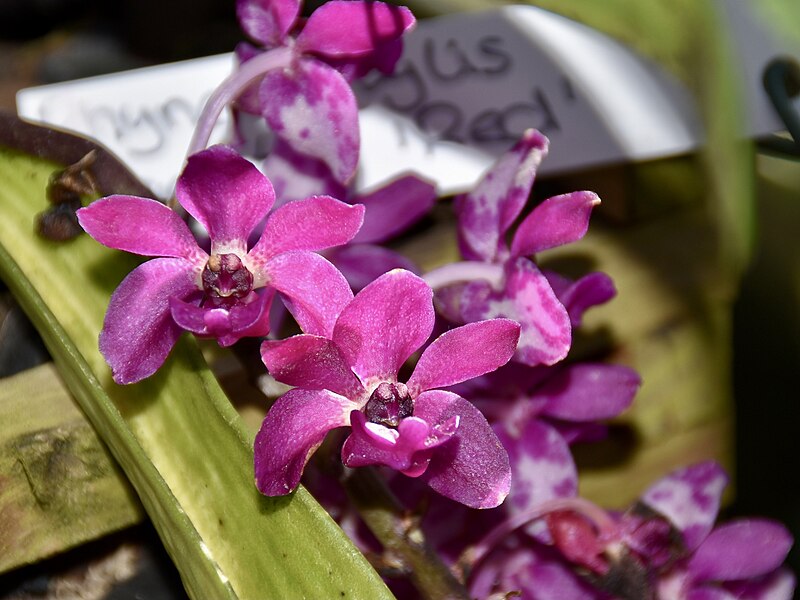 File:Orchidaceae Rhynchostylis gigantea 1.jpg