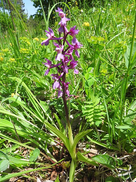 File:Orchis mascula 027.jpg