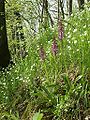 Orchis mascula Germany - Hohenlohe-Franken