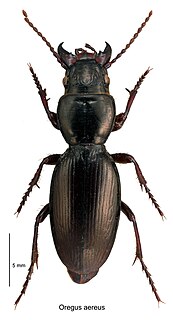 Nothobroscina Subtribe of beetle