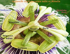 Organe mâle et femelle de Passiflora edulis.jpg