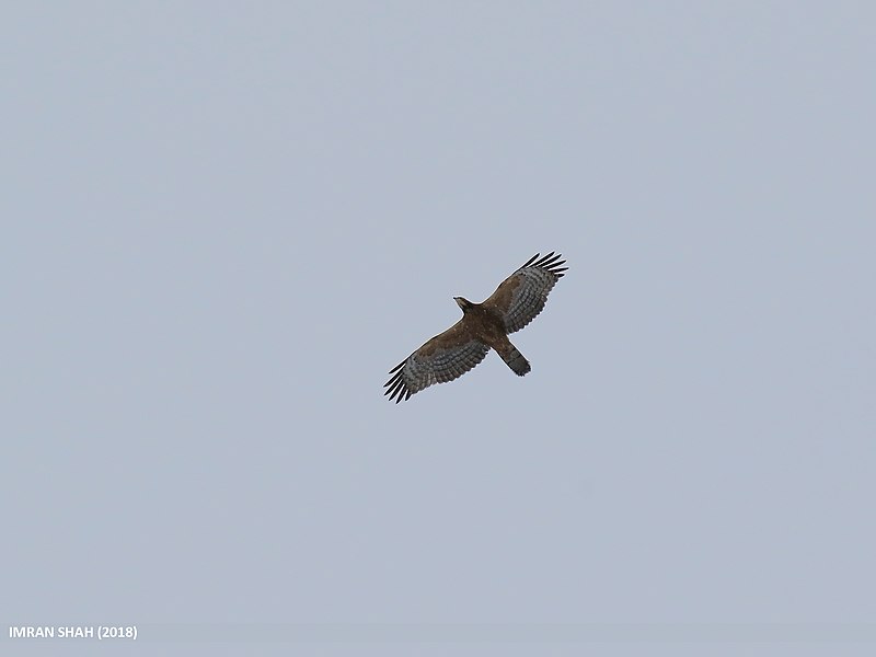 File:Oriental Honey Buzzard (Pernis ptilorhynchus) (31813140268).jpg