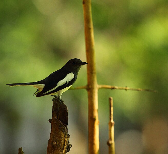 File:Oriental Magpie Robin (Copsychus saularis).jpg