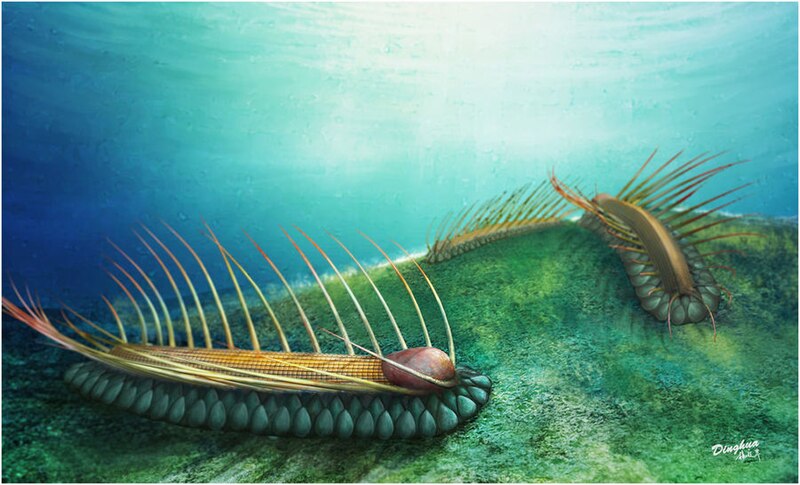 File:Orthrozanclus elongata reconstruction.jpg