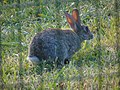 Oryctolagus cuniculus Conejo