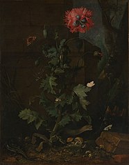 Nature morte avec coquelicot, insectes et reptiles