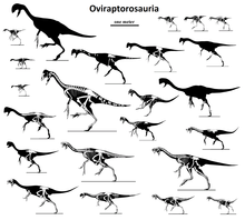 Oviraptorosaurs to scale Oviraptorosauria.png