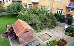 Ett 104 år gammalt päronträd föll 2017 till marken på en bakgård i Ystad