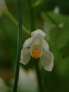 Cephalanthera Longifolia