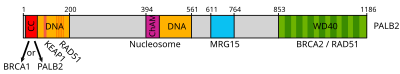 Characterized domaines of PALB2 PALB2 en.svg