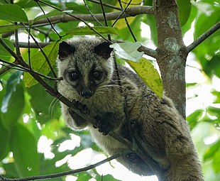 Civette palmiste à masque (Paguma larvata)