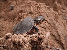 A baby painted turtle emerging from its sandy nest.