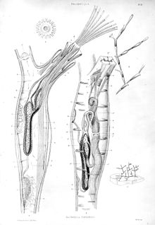 Paludicella Ehrenbergi, sub-kelas Ectoprocta. Wellcome M0016967.jpg