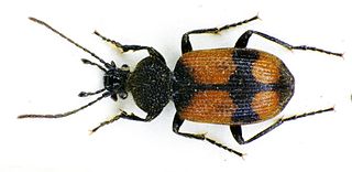 <i>Panagaeus cruxmajor</i> Species of beetle