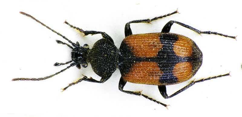 File:Panagaeus cruxmajor bl.jpg