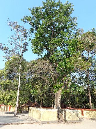 Kanhira tree Pandavar kanjiram.JPG