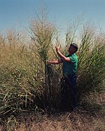 A man gathering tall grass