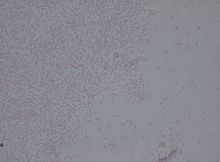 Pantoea agglomerans.jpg