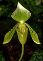 Paphiopedilum braemii