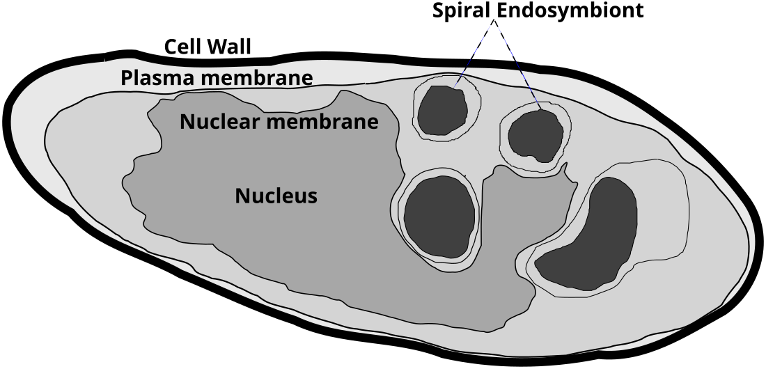 Parakaryon myojinensis