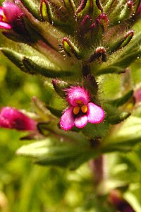 Parentucellia latifolia.jpeg