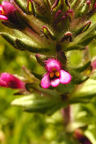 <i>Parentucellia latifolia</i> Species of flowering plant