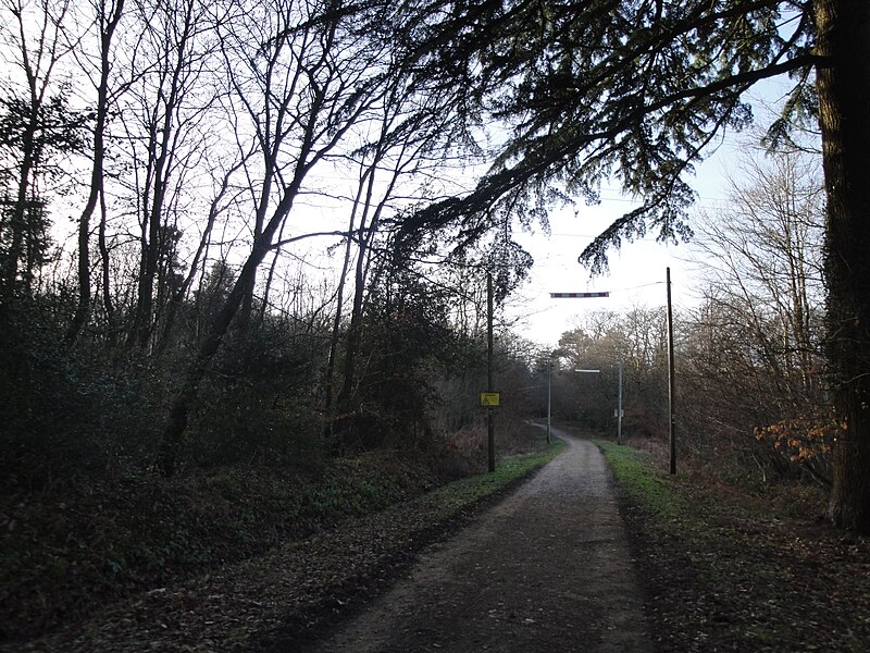 File:Parkhurst Forest near Noke Common in February 2011 3.JPG