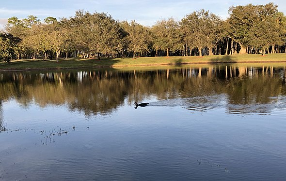 Two ducks on the lake, Parque Placido, Boca Del Mar, FL