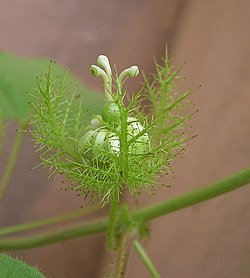 Mucilage-tipped bracts and immature flower of Passiflora foetida, a protocarnivorous plant. Passiflora bud.jpg
