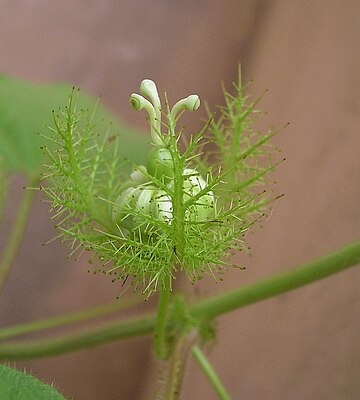 Planta protocarnívora