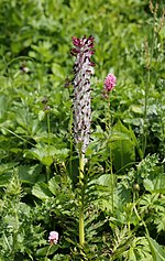 Pedicularis atropurpurea için küçük resim