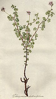 Miniatura per Pelargonium abrotanifolium