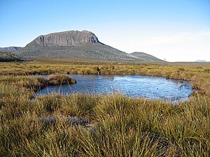 Pelion West from Pine Forest Moor.jpg