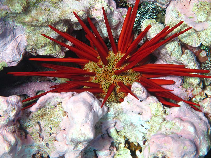 File:Pencil urchin (12197417055).jpg