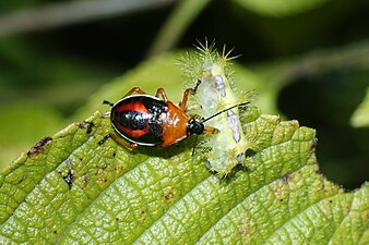 Pentatomidae