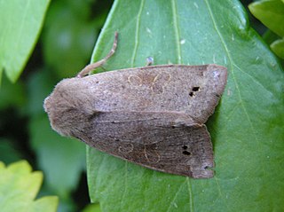 <i>Perigrapha munda</i> Species of moth