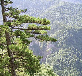 Blick über den Perućica-Urwald zum Skakavac-Wasserfall