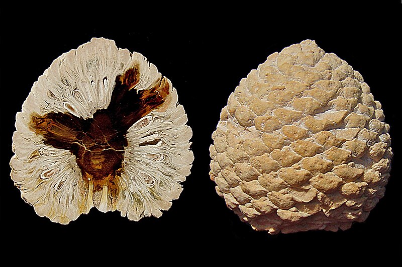 File:Petrified Araucaria cone from patagonia-Edit1.jpg