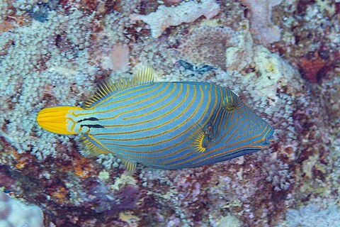 Orange-lined triggerfish (Balistapus undulatus), Red Sea, Egypt