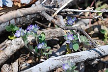 Phacelia davidsonii.jpg 