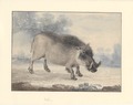 Phacochoerus aethiopicus - 1710-1792 - Print - Iconographia Zoologica - Special Collections University of Amsterdam - UBA01 IZA1000722.tif