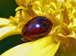 Phalacridae - Stilbus qarang. testaceus.JPG