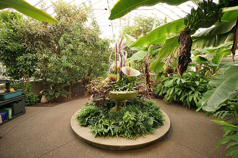 File:Phipps Conservatory Spice Room.jpg