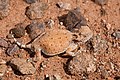 Horned Lizard