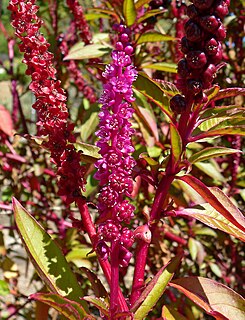 <i>Phytolacca icosandra</i> Species of flowering plant