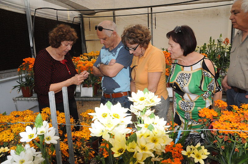 File:PikiWiki Israel 42303 Plants of Israel.JPG