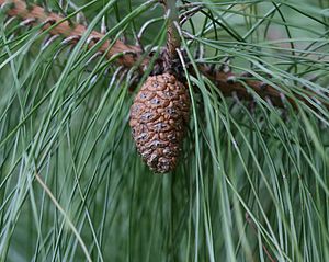 Pinus Densata: Description, Origine phylogénétique, Biogéographie et écologie